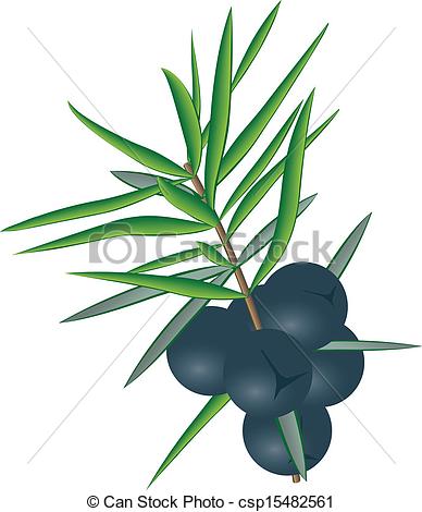 388x470 Berries Of Juniper With Some Leaves Clip Art Vector