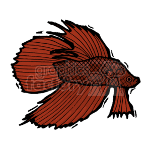 Betta Clipart