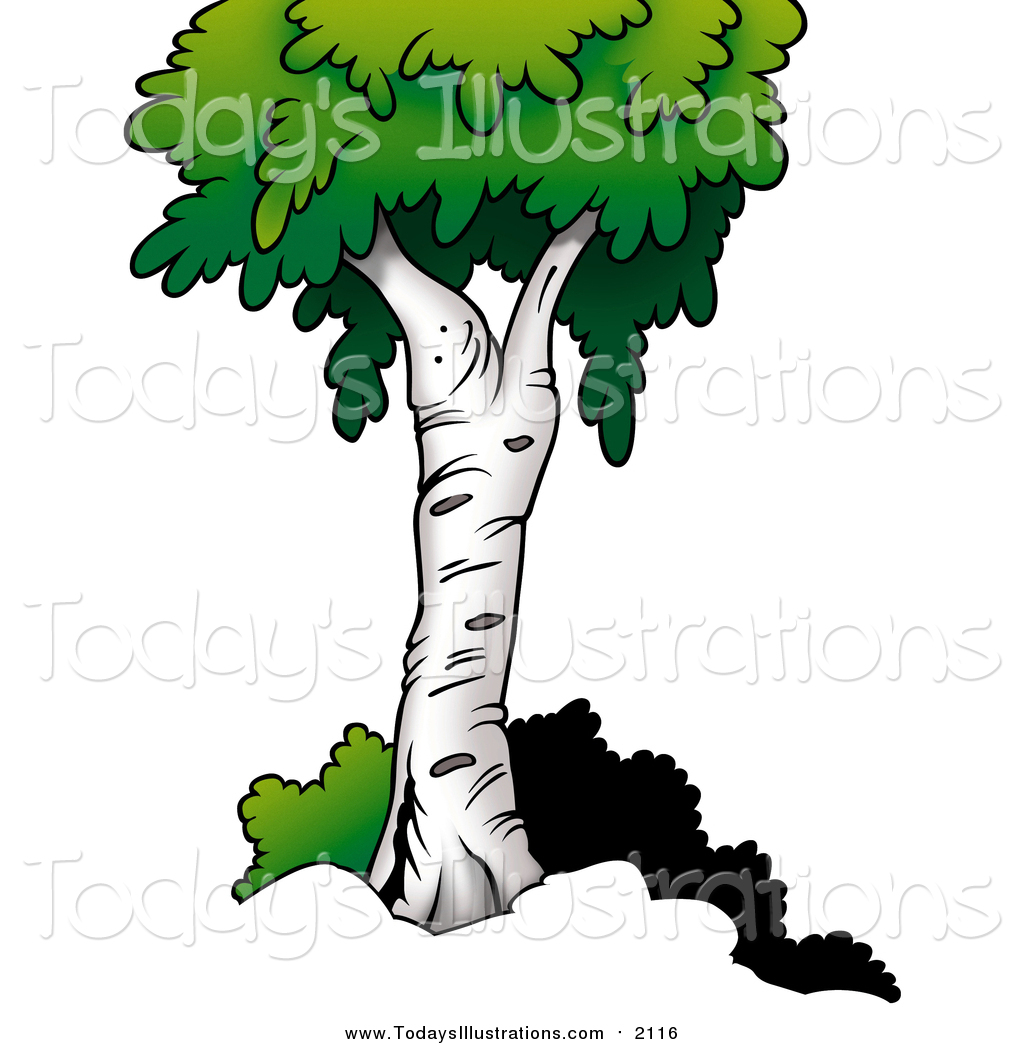 1024x1044 Clipart Of A Birch Tree By Dero