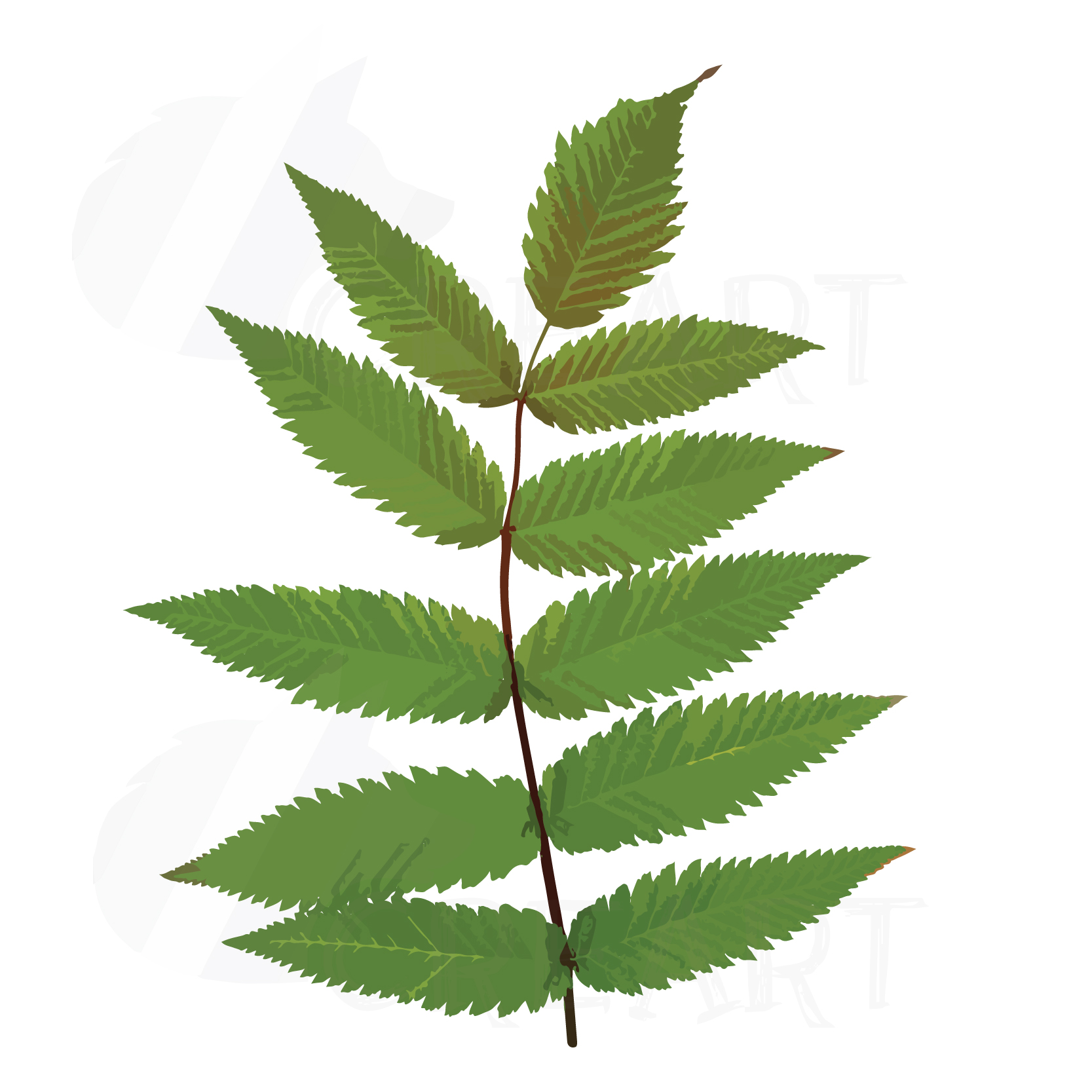 1667x1667 Watercolor Leaf Clip Art Pack. Eps, Png Design Bundles