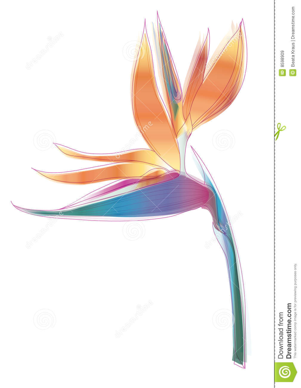 1009x1300 Strelitzie Reginae Clipart