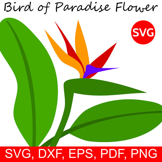 570x570 Tropical Flower Svg Bird Of Paradise Flower And Leaf Clipart