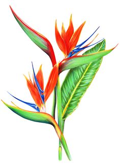 236x330 Web Design Amp Development Clip Art And Art Flowers