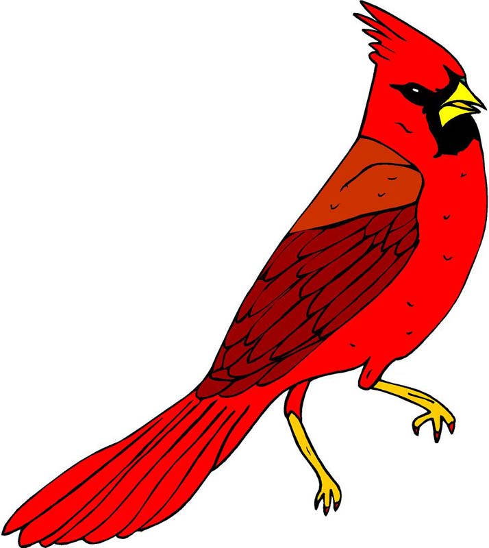 714x800 Bird Clipart Cardinal