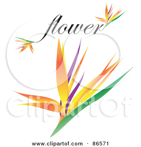 450x470 Bird Of Paradise Flower Clipart