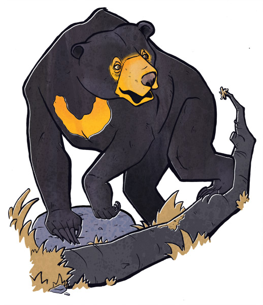 518x600 Sun Bear Clipart Compared
