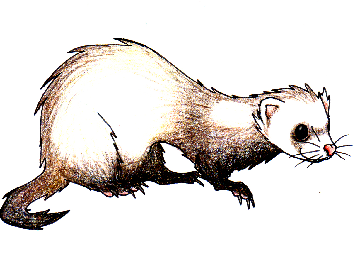 1229x900 Ferret By Spaffi