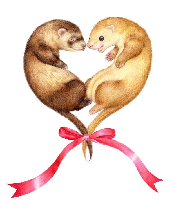 600x720 Top 94 Ferret Clip Art