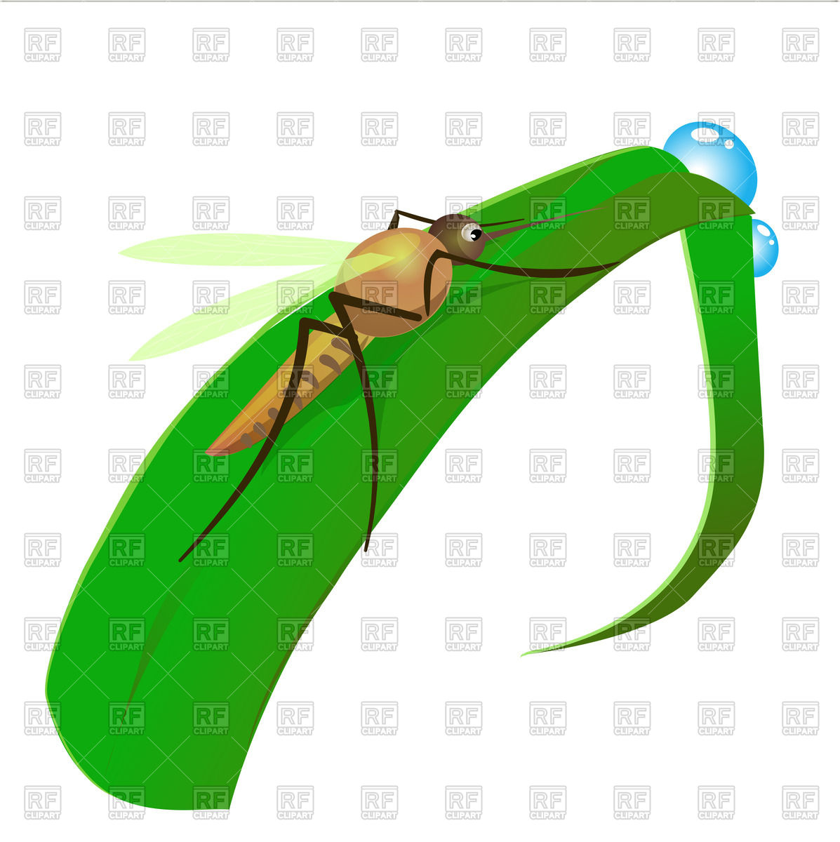 1197x1200 Mosquito Sits On Blade Of Grass Royalty Free Vector Clip Art Image
