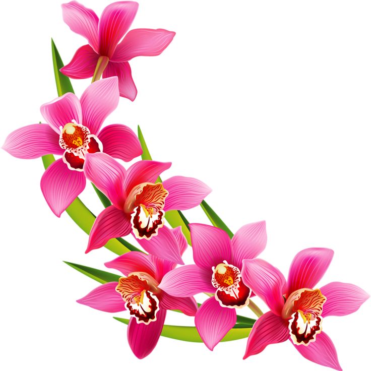 736x736 Flowers Clipart Bloom