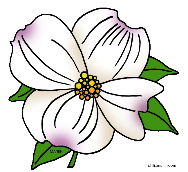 648x592 Free Clipart Dogwood Bloom