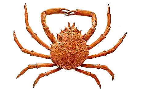 464x298 Free Crab Clipart