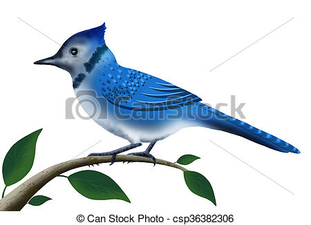 450x326 Illustration, Blue Jay Bird Perched On Tree Branch Isolated