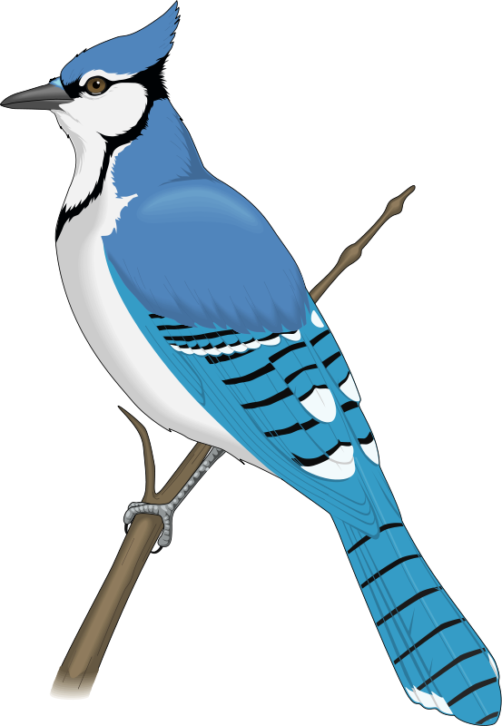553x800 Jay Clipart Rare Bird