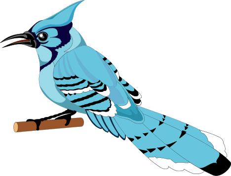 468x358 Blue Jay Cawing