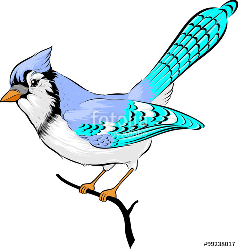 478x500 Blue Jay Clipart Vector