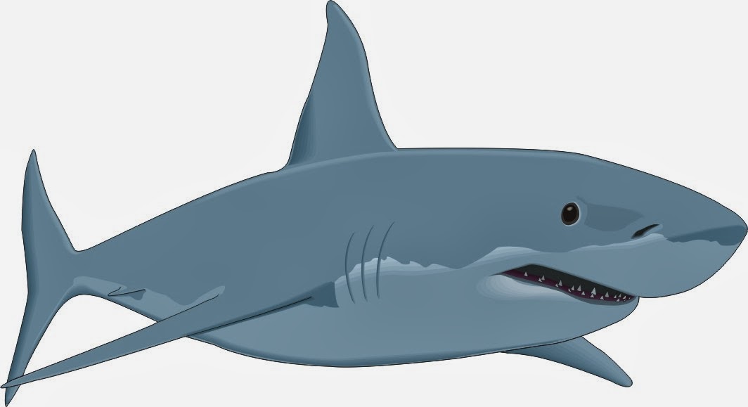 1064x579 Cute Great White Shark Clipart