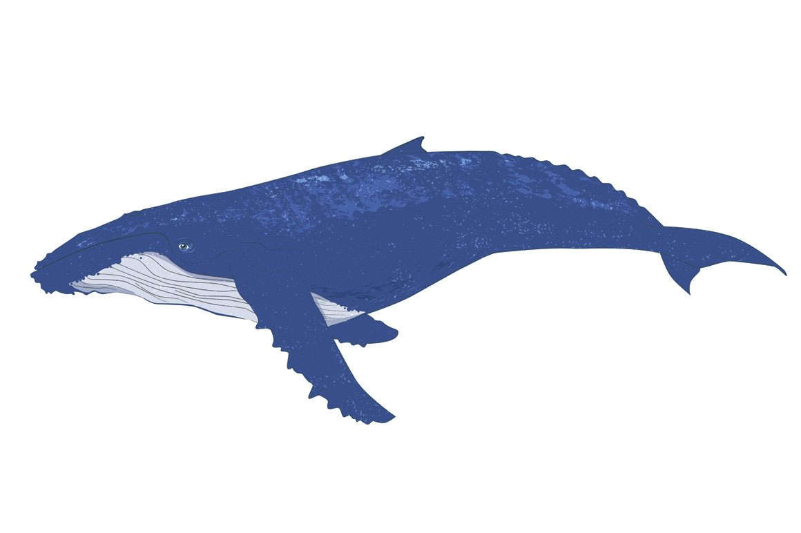 1160x772 Kisspng Blue Whale Humpback Clip Art 5ab443ebb433b2 Clipart