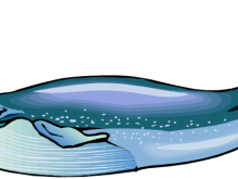 220x165 Blue Whale Clip Art Ba Blue Whale Clip Art Clipart Panda Free