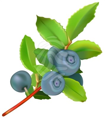 355x400 Clip Art Blueberry Clipart Panda