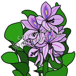 300x300 Hyacinthus Clipart