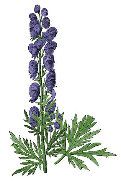 410x612 Monkshood Clipart