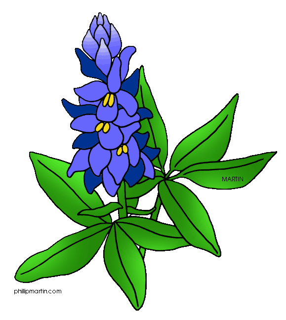 579x648 Texas Bluebonnet Clipart