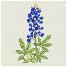 236x236 Texas Bluebonnet Clipart