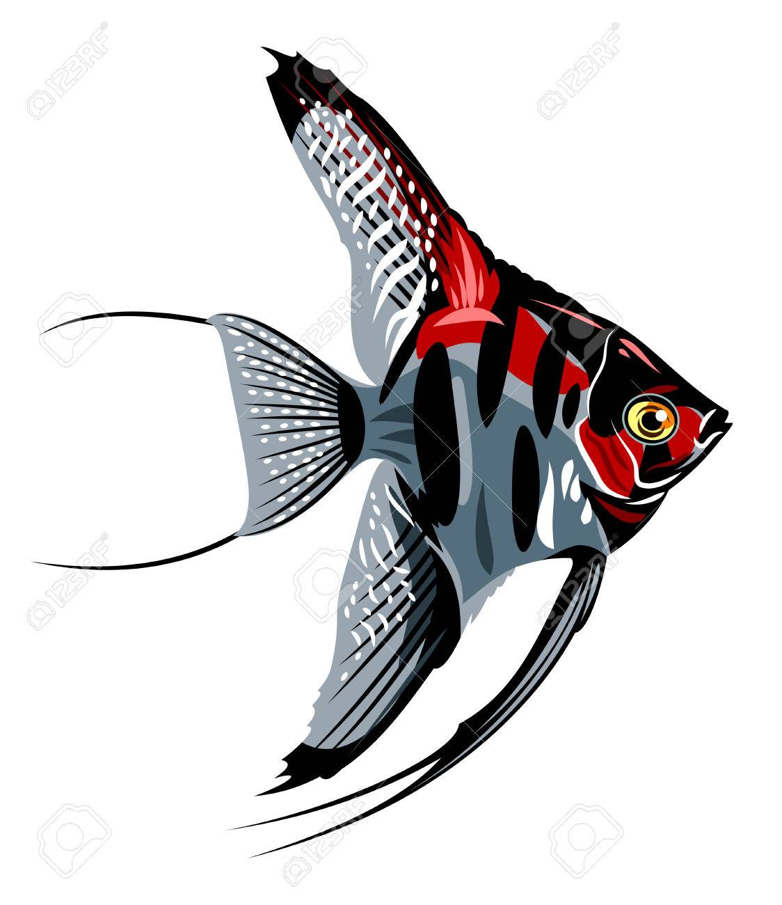 Bluegill Clipart at GetDrawings | Free download