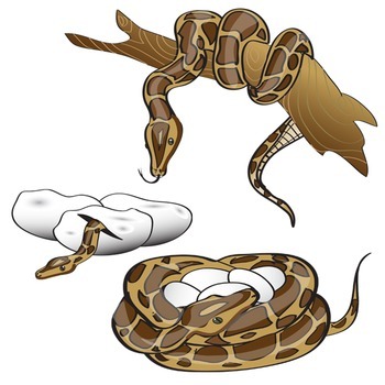 350x350 Snake Clip Art