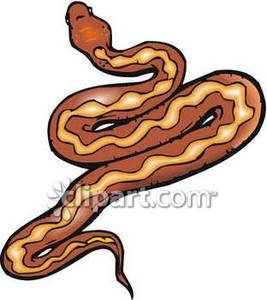 267x300 The Underbelly Of A Brown Snake