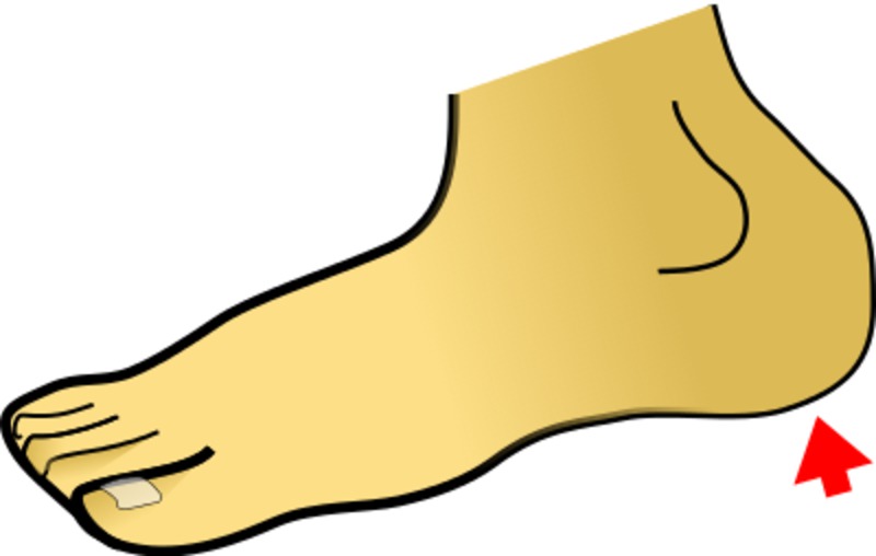 800x508 Heels Clipart Body Part