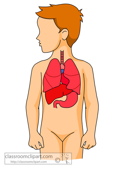 383x550 Human Body Clip Art Clipart Collection