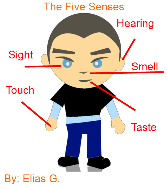579x653 5 Senses Clip Art Free Five Senses Body Parts Five Senses