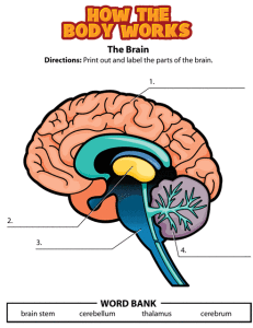 Body Parts For Kids Clipart at GetDrawings | Free download