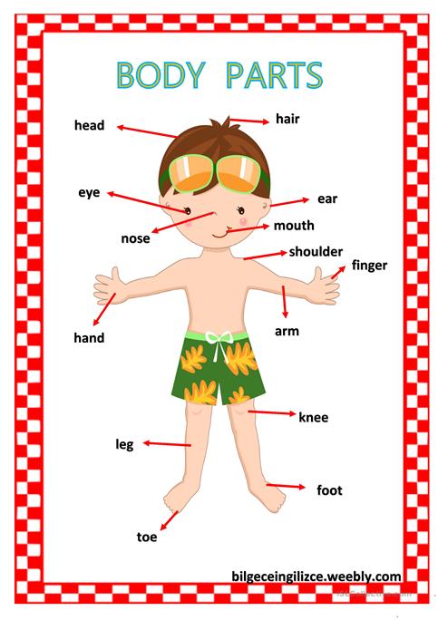 Body Parts For Kids Clipart at GetDrawings | Free download