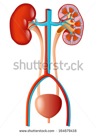 339x470 Excretory Clipart
