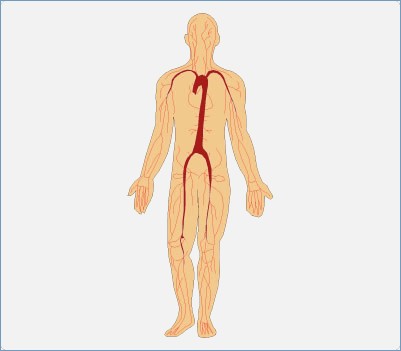 401x351 Human Body Systems Clipart Free