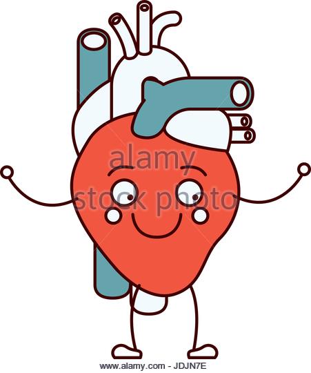 451x540 Human Circulatory System Stock Photos Amp Human Circulatory System