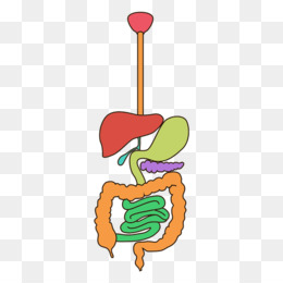 260x260 Human Digestive System Png And Psd Free Download