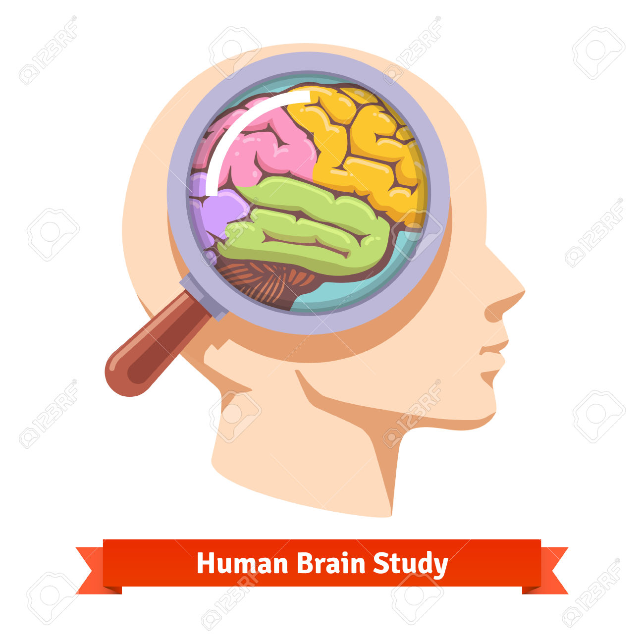 1300x1300 Brain Controls Body Clipart