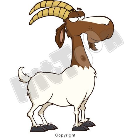 450x470 Red And White Male Boer Goat Buck With A Goatee Amazing Artists