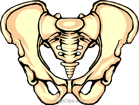 480x364 Pelvis Bone Royalty Free Vector Clip Art Illustration Medi0096