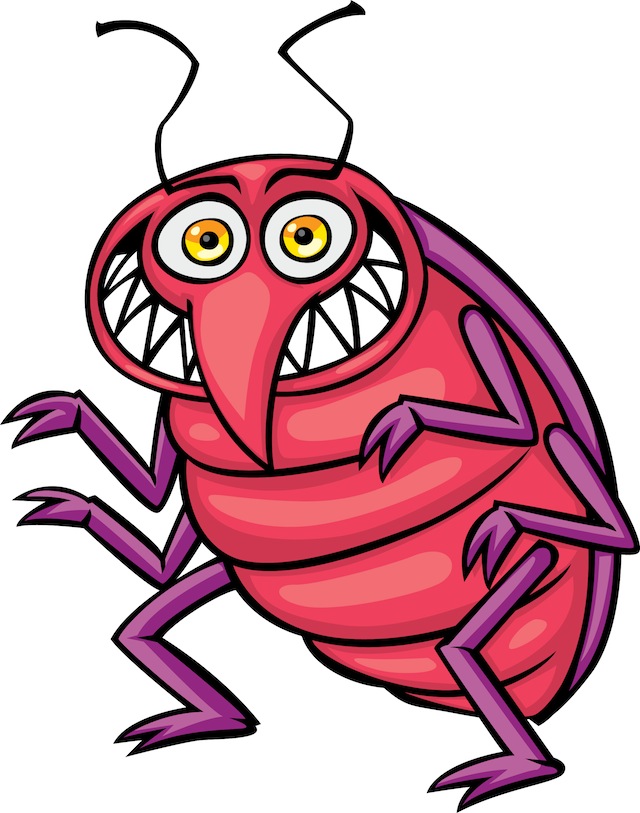 640x813 Bed Bug Photos, Clipart Images Amp Pics What Do Bed Bugs Look Like