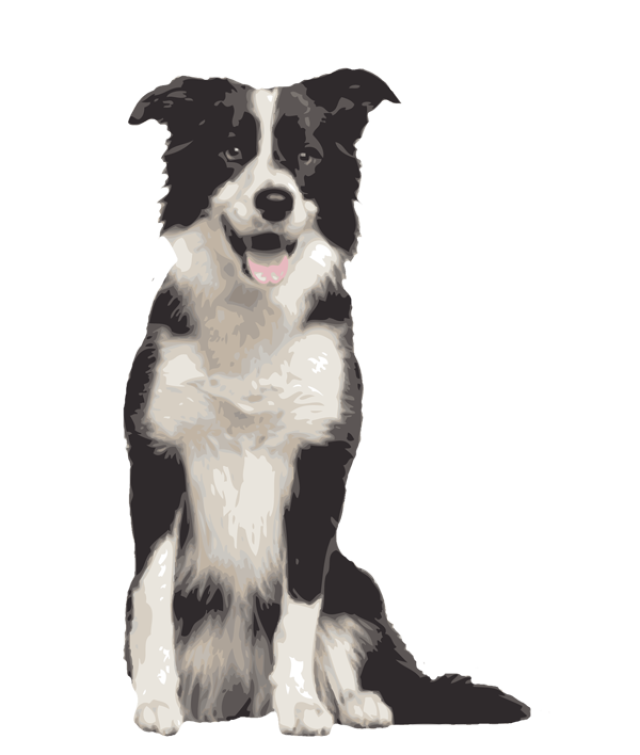 640x755 Quality Clip Art Of Animals That Live On A Farm Border Collie