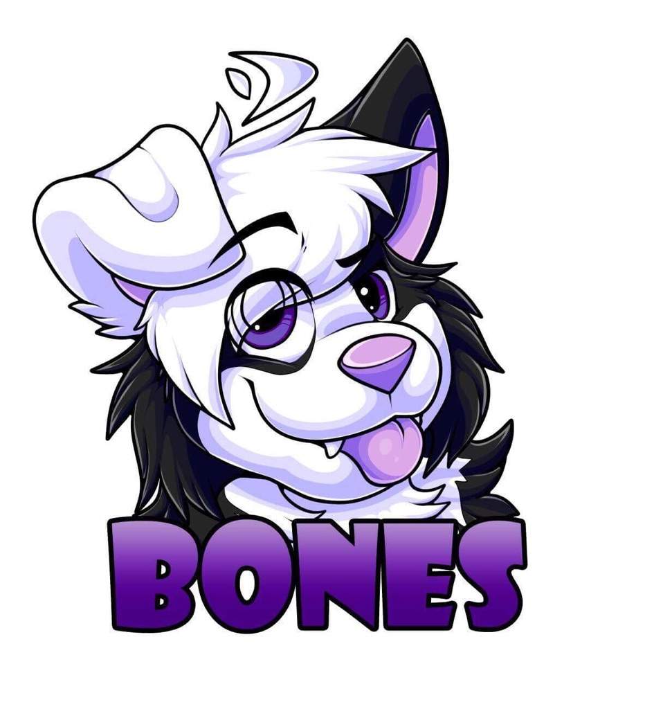 945x1024 Bones The Border Collie Furry Amino