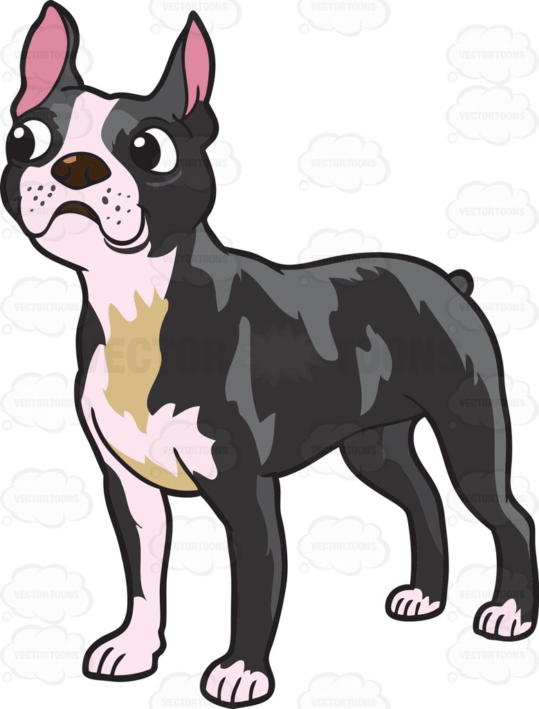 779x1024 Boston Terrier Clipart Cartoon