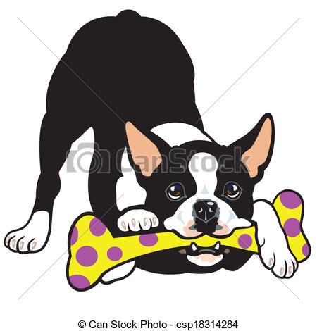 450x470 Dog Boston Terrier Breed, Illustration Isolated On White Vector