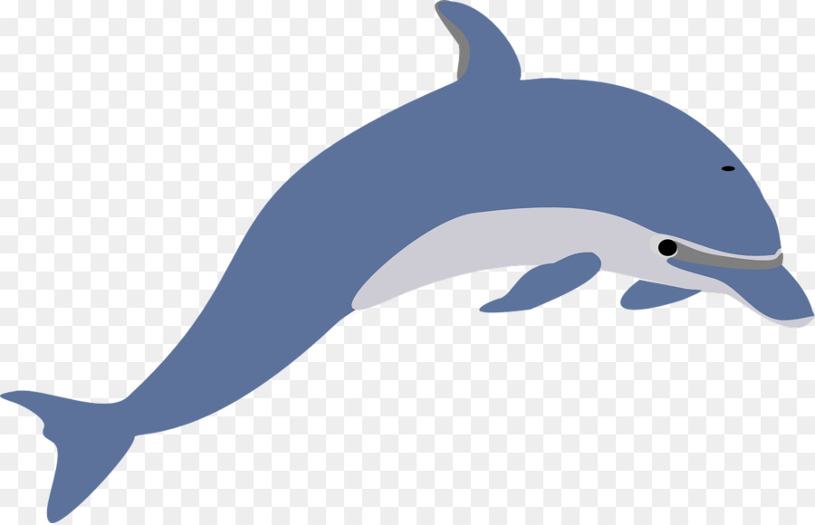 900x580 Dolphin Free Content Clip Art