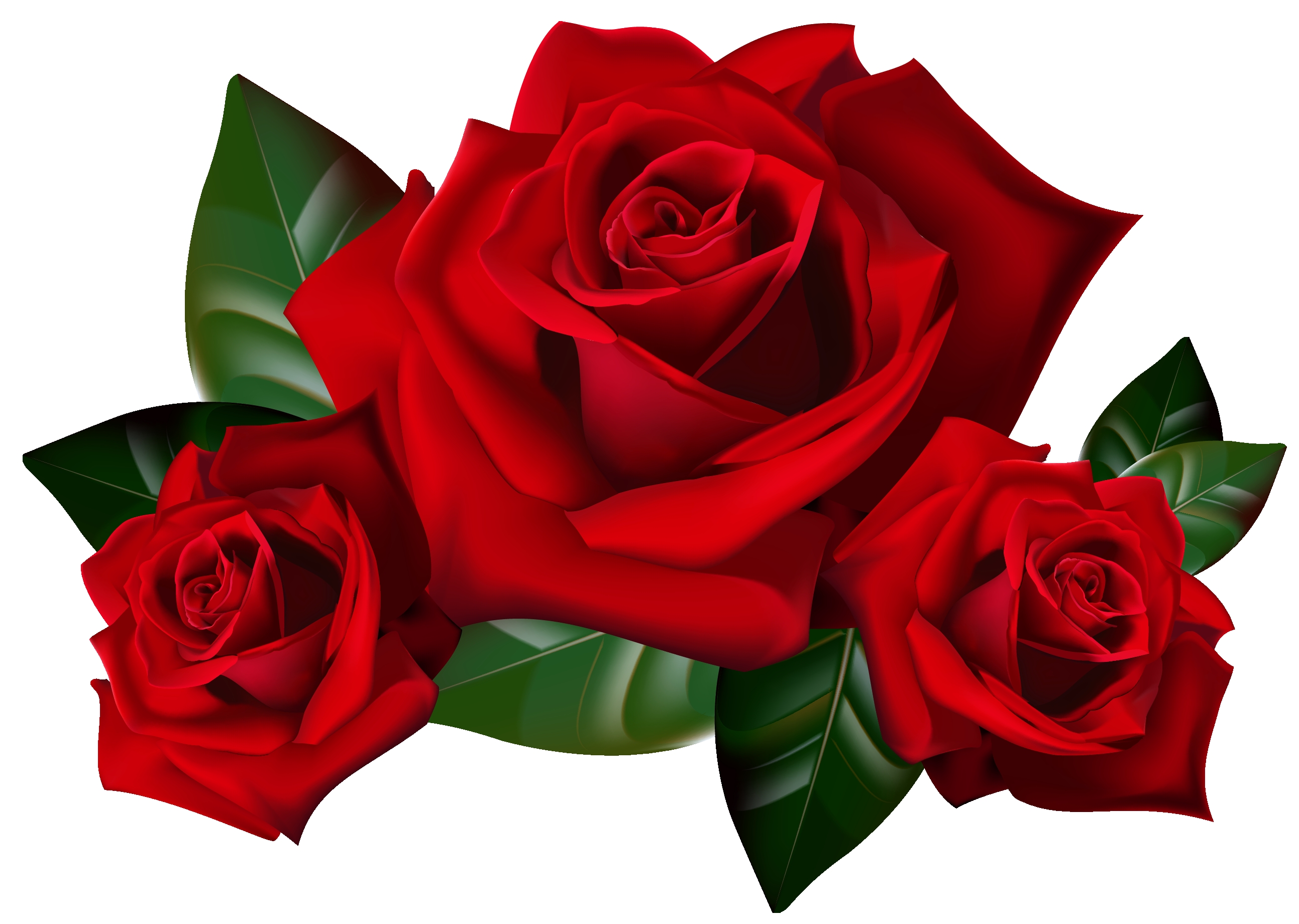 2586x1840 Fresh Rose Clipart Gallery